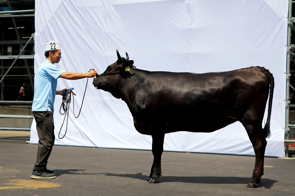 第3区栃元昇さん出品牛「あさひ」の写真