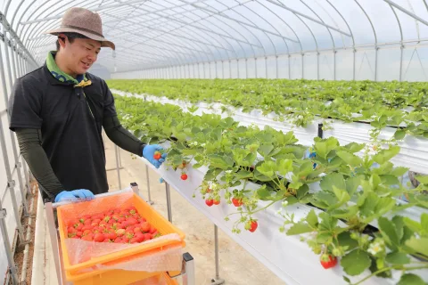人気の夏イチゴ増産へ 今年の出荷始まる