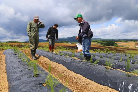 11月下旬の出荷に向け圃場巡回　<br>冬アスパラガス生育確認