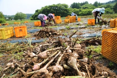 ニンニク「八幡平バイオレット」　<br>収穫真っ盛り