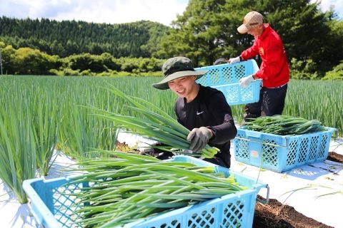 九条ネギ出荷本番　<br>夏秋期の産地として期待高まる