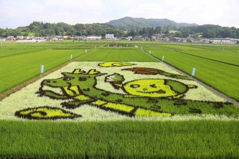 田んぼアート見頃　<br>児童らのデザインが田んぼを彩る