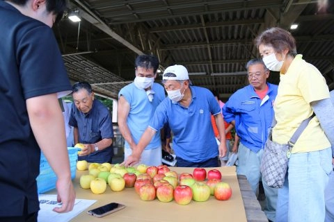 リンゴの出荷始まる<br>１１万ケースの出荷目指す