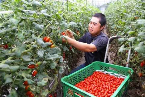 アンジェレ出荷好調<br>品種特性踏まえた指導生きる