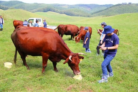 山形村短角牛に触れ交流深める<br>４１回目のべこツアー