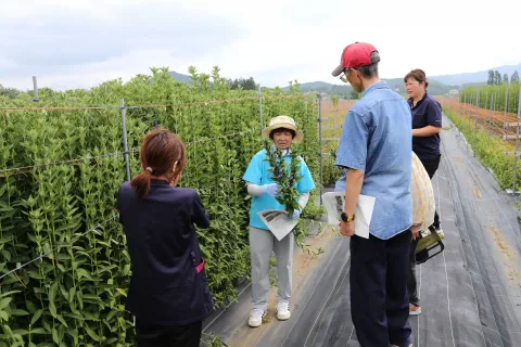 新規生産者獲得へ<br>園芸品目の圃場見学会