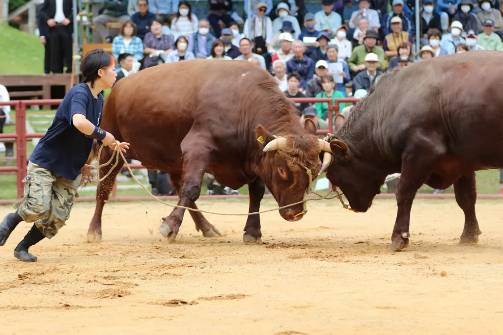 「平庭闘牛大会」のようす