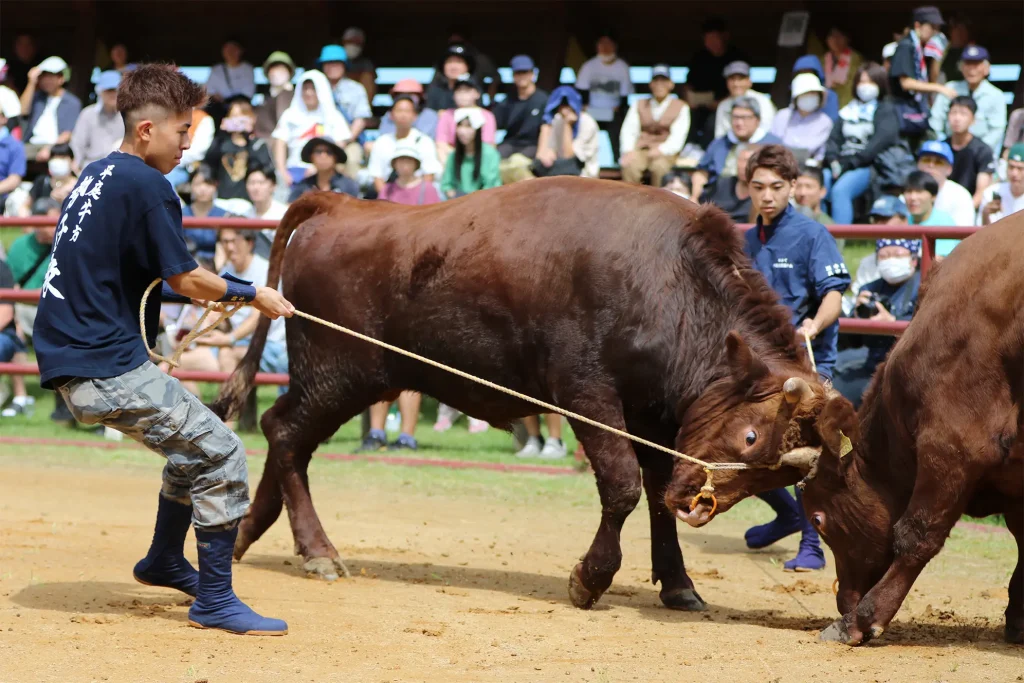 平庭闘牛大会しらかば場所のようす