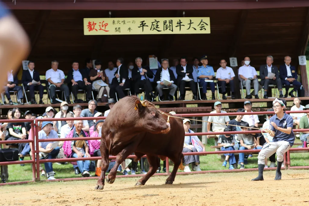 平庭闘牛大会しらかば場所のようす