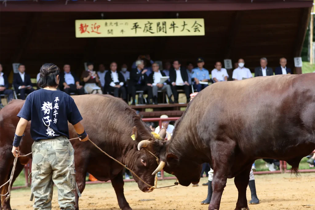 平庭闘牛大会しらかば場所のようす