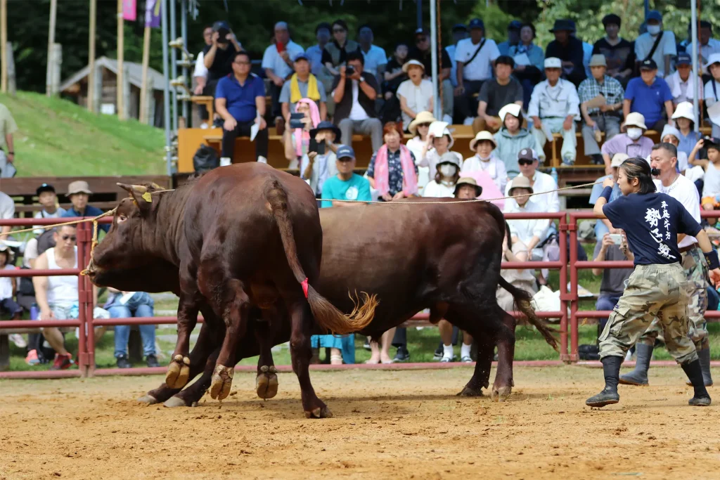 平庭闘牛大会しらかば場所のようす