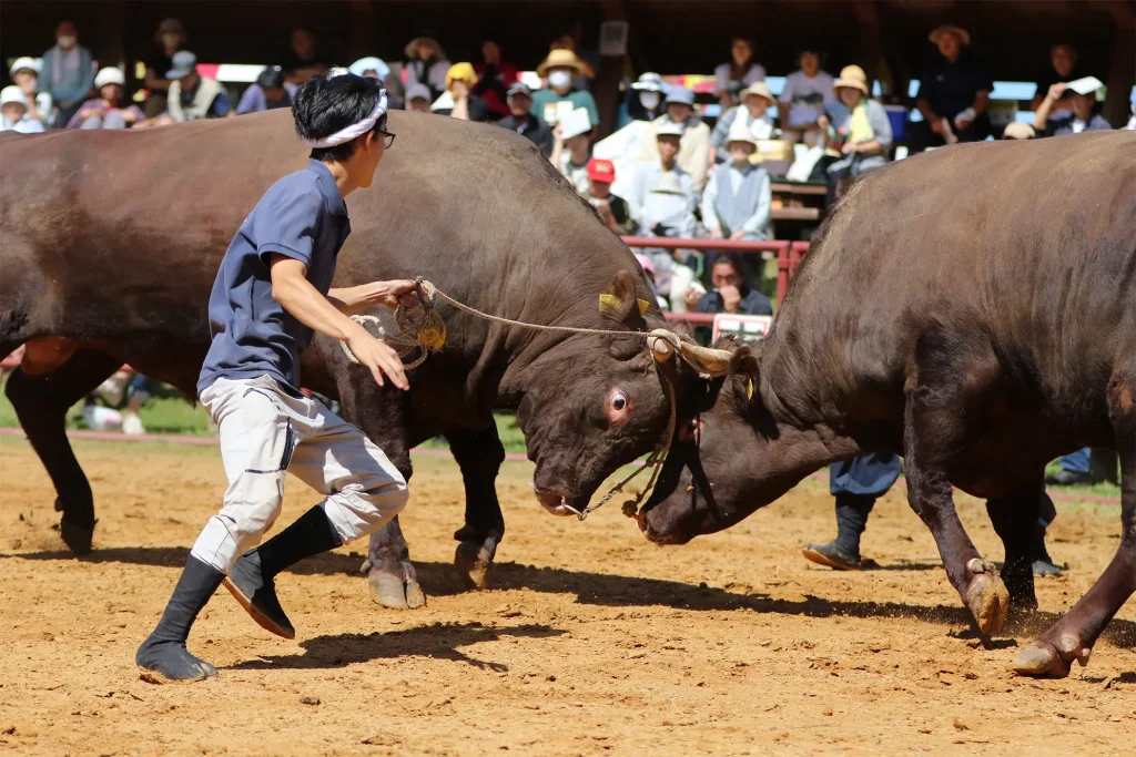 平庭闘牛大会しらかば場所のようす