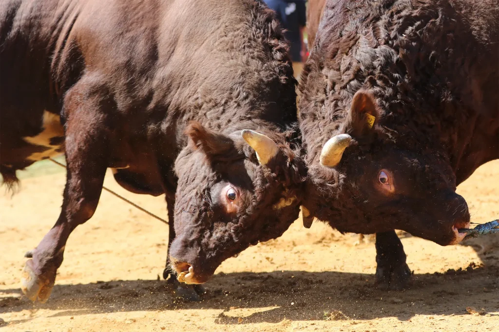 平庭闘牛大会しらかば場所のようす