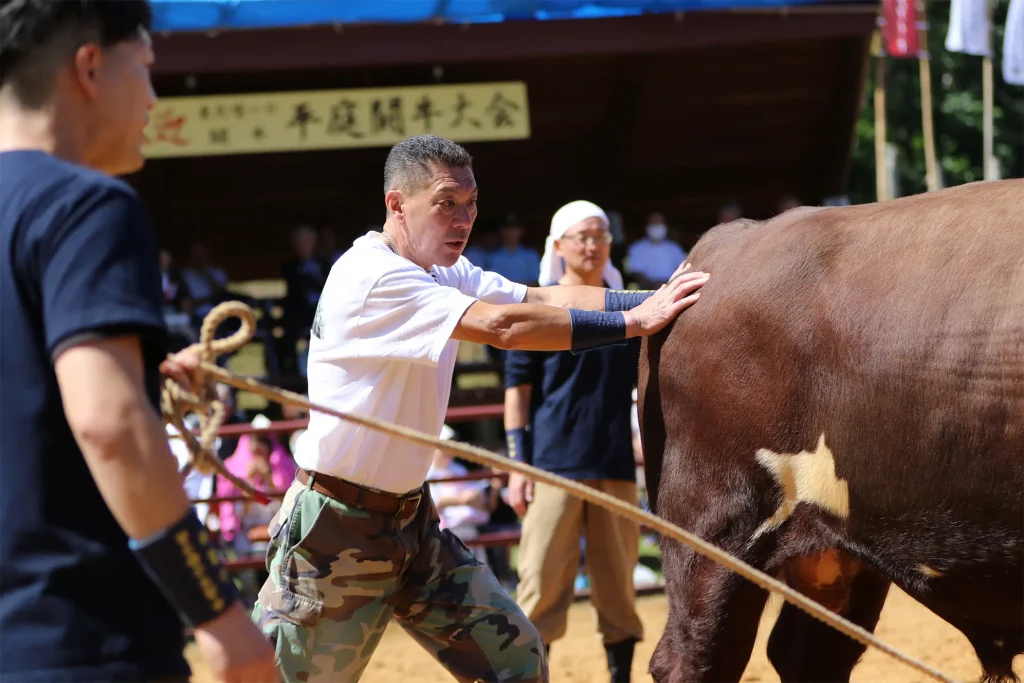 平庭闘牛大会しらかば場所のようす