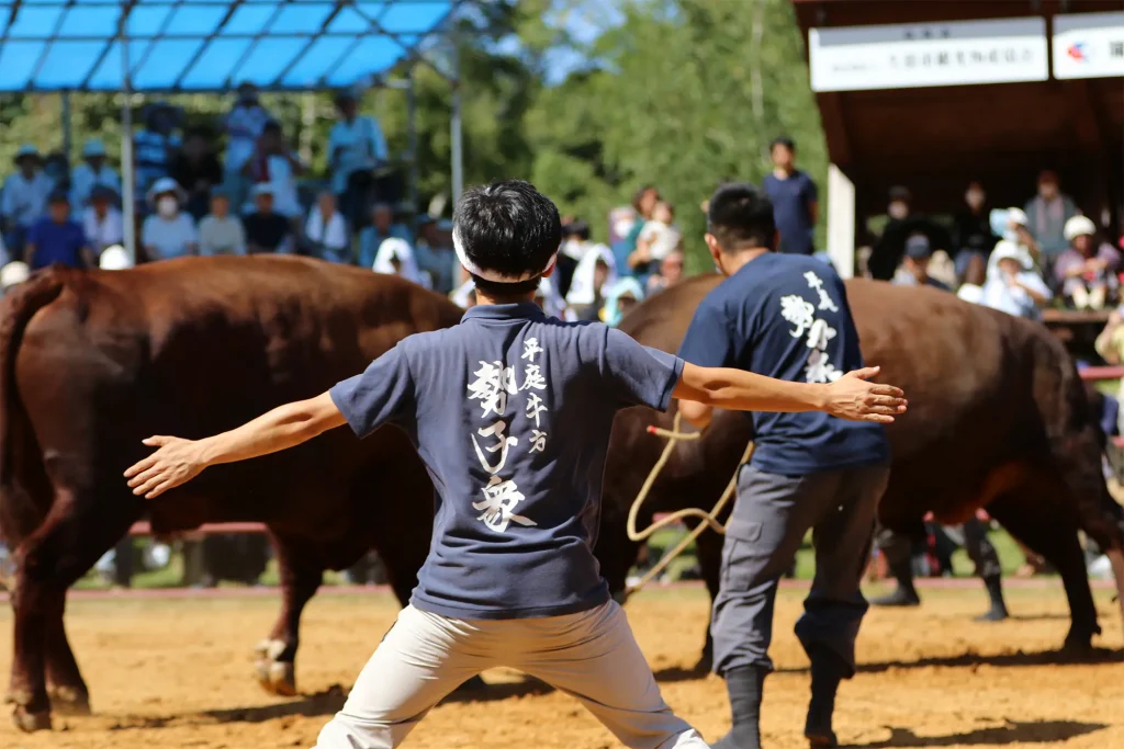 平庭闘牛大会しらかば場所のようす