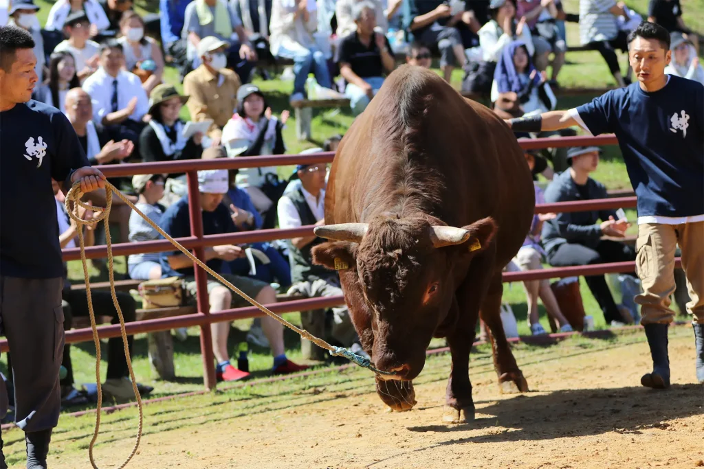 平庭闘牛大会しらかば場所のようす