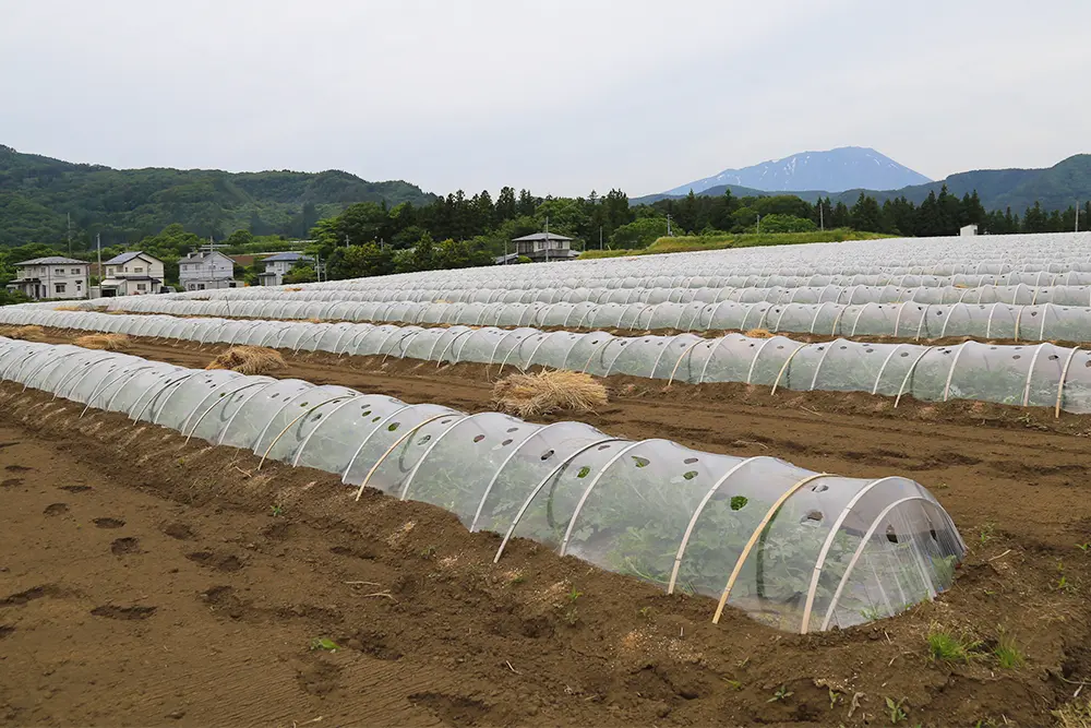 滝沢すいかイメージ