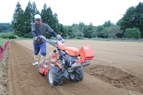 冬の味覚「寒じめほうれんそう」<br>久慈地域で播種始まる