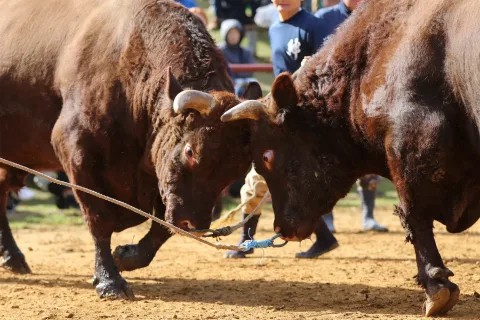 迫力満点！勝負に歓声<br>平庭闘牛大会もみじ場所