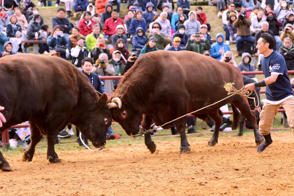 平庭闘牛大会もみじ場所のようす