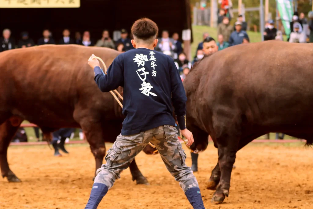 平庭闘牛大会もみじ場所のようす