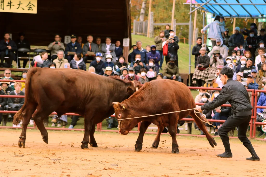 平庭闘牛大会もみじ場所のようす