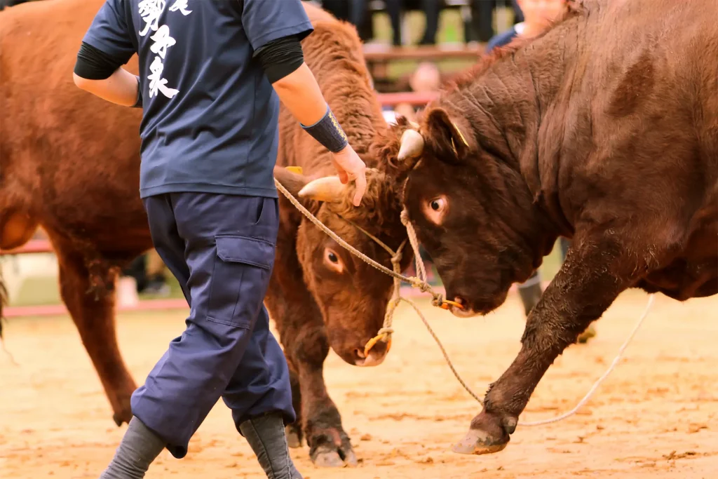 平庭闘牛大会もみじ場所のようす