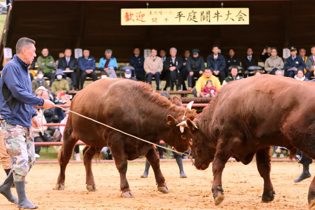 平庭闘牛大会もみじ場所のようす