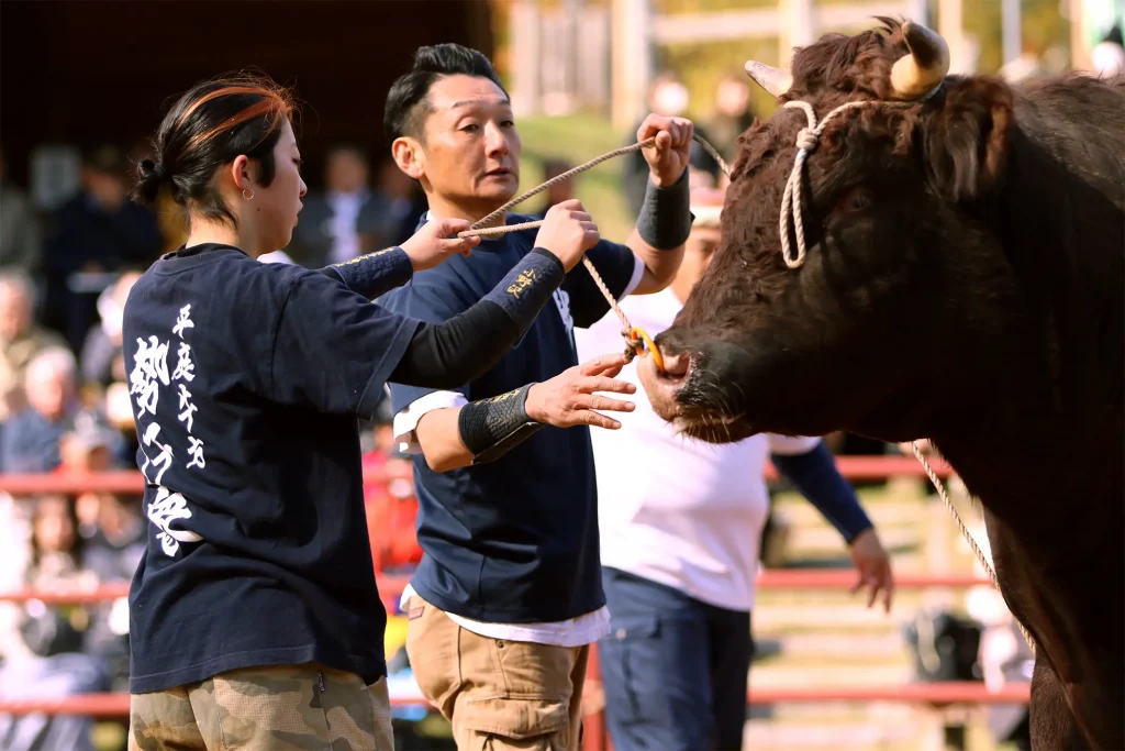 平庭闘牛大会もみじ場所のようす