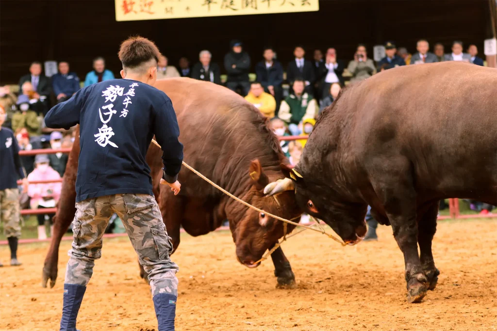 平庭闘牛大会もみじ場所のようす