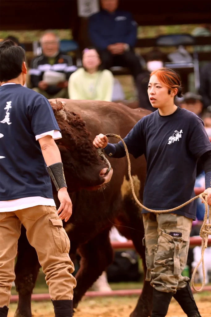 平庭闘牛大会もみじ場所のようす