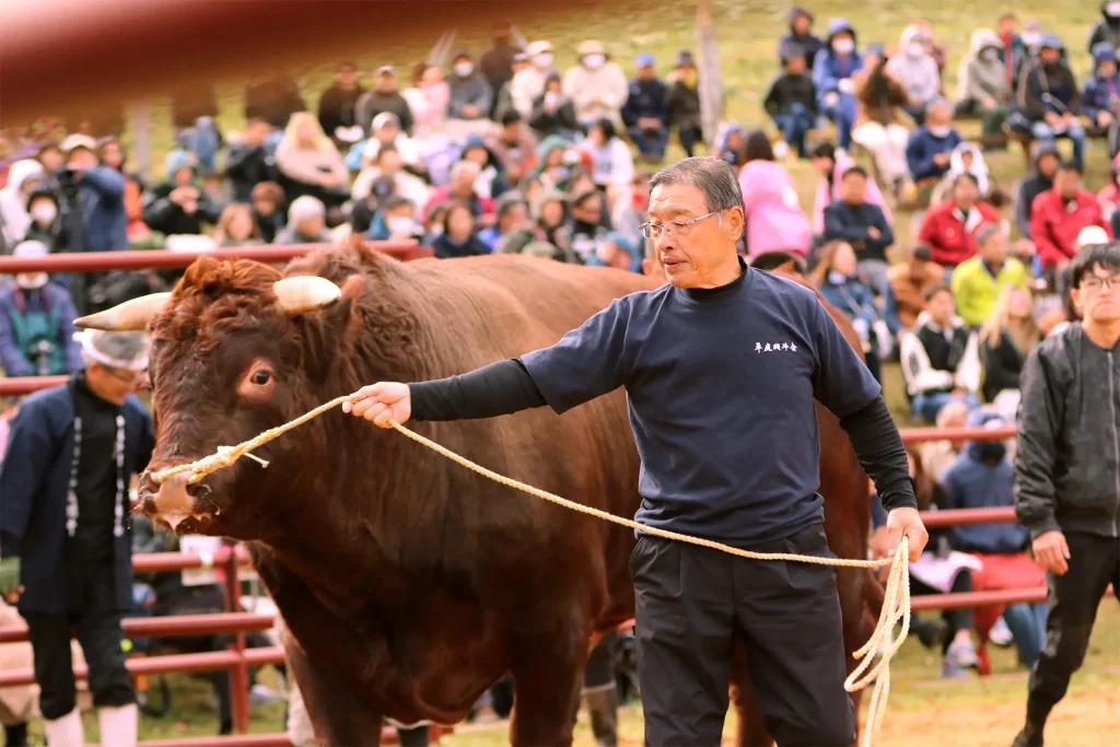 平庭闘牛大会もみじ場所のようす