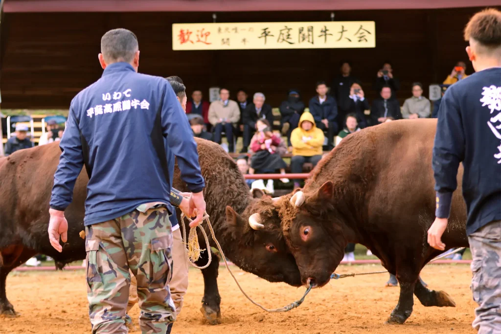 平庭闘牛大会もみじ場所のようす