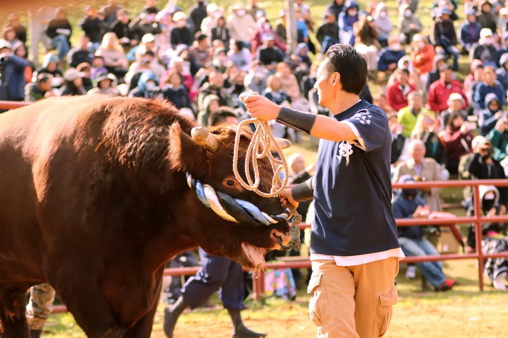 平庭闘牛大会もみじ場所のようす