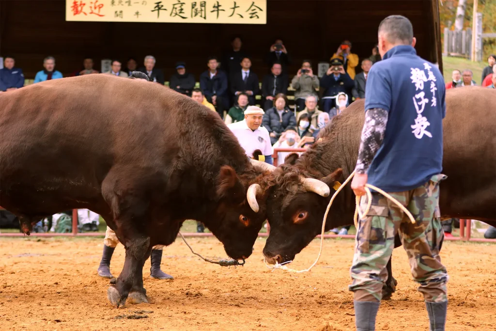 平庭闘牛大会もみじ場所のようす