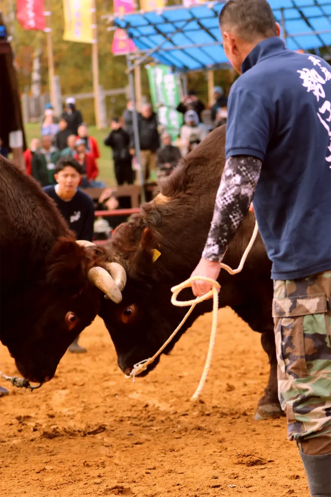 平庭闘牛大会もみじ場所のようす