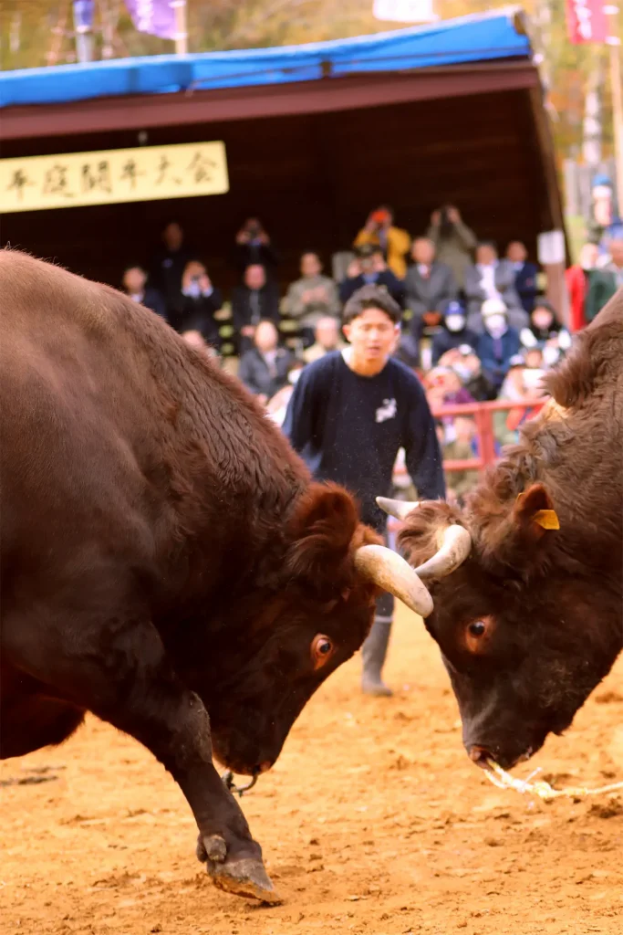 平庭闘牛大会もみじ場所のようす