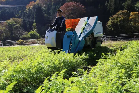 秋冬ニンジン始まる<br>野菜長期出荷へ振興