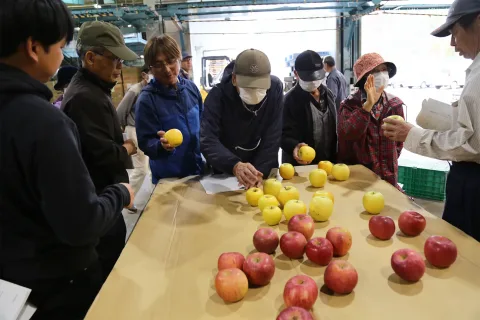 収穫のタイミングに注意を<br>リンゴ晩生品種出荷規格目揃い会