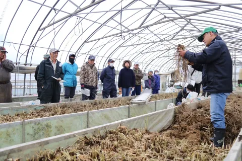 本州一早いアスパラガス産地<br>出荷に向け作業本格化