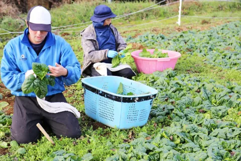 寒じめほうれんそう出荷始まる<br>ＪＡ新いわて久慈エリア