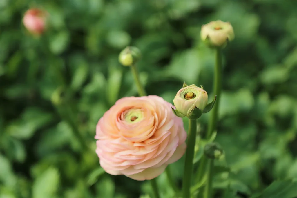 施設栽培の花